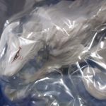 本体を袋越しに寄って撮影。白い体と赤い目の造形が確認できます。