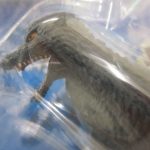 ブリスター越しに撮影したゴジラの着ぐるみの頭部。